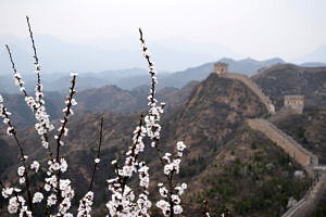 Kirschblüten vor dem Hintergrund der Chinesischen Mauer.