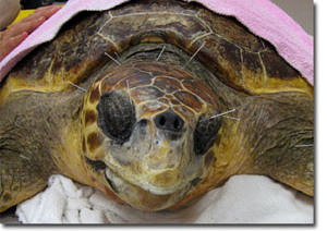 Eine Frontaufnahme einer Seeschildkröte bei der Akupunktur.