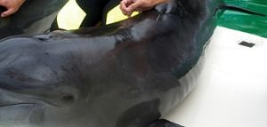 Ein Foto eines Delfins der eine Akkupunktur erhält.