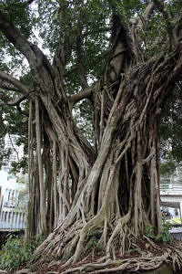 Ein Banyan Baum.